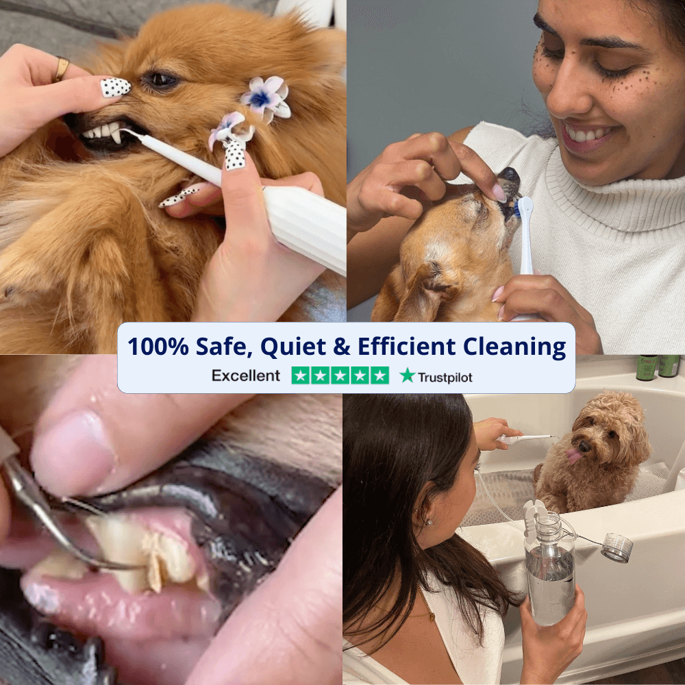 Canivet Kit - Silent Sonic Plaque & Tartar Remover For Dogs